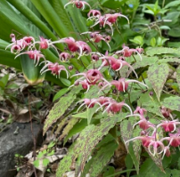 Horny Goat Weed